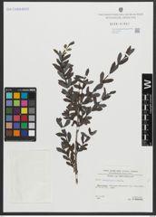 Foto von Salix amplexicaulis Bory